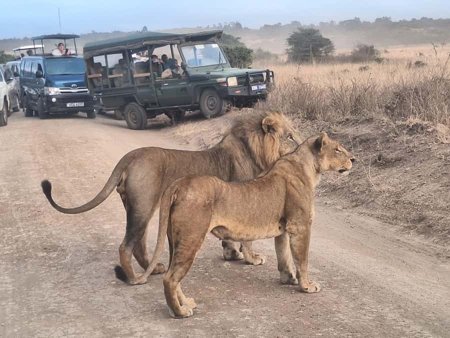 Nairobi National Park Morning Or Evening Game Drive Tour - Entering the Park in an Open-Roof Vehicle