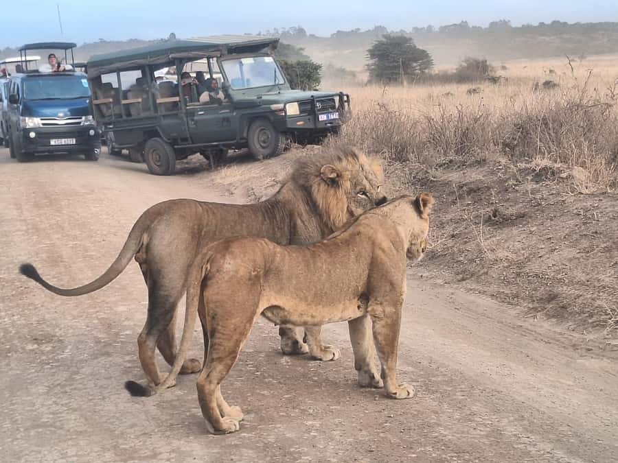 Nairobi National Park Morning Or Evening Game Drive Tour - Wildlife You May See Along the Drive