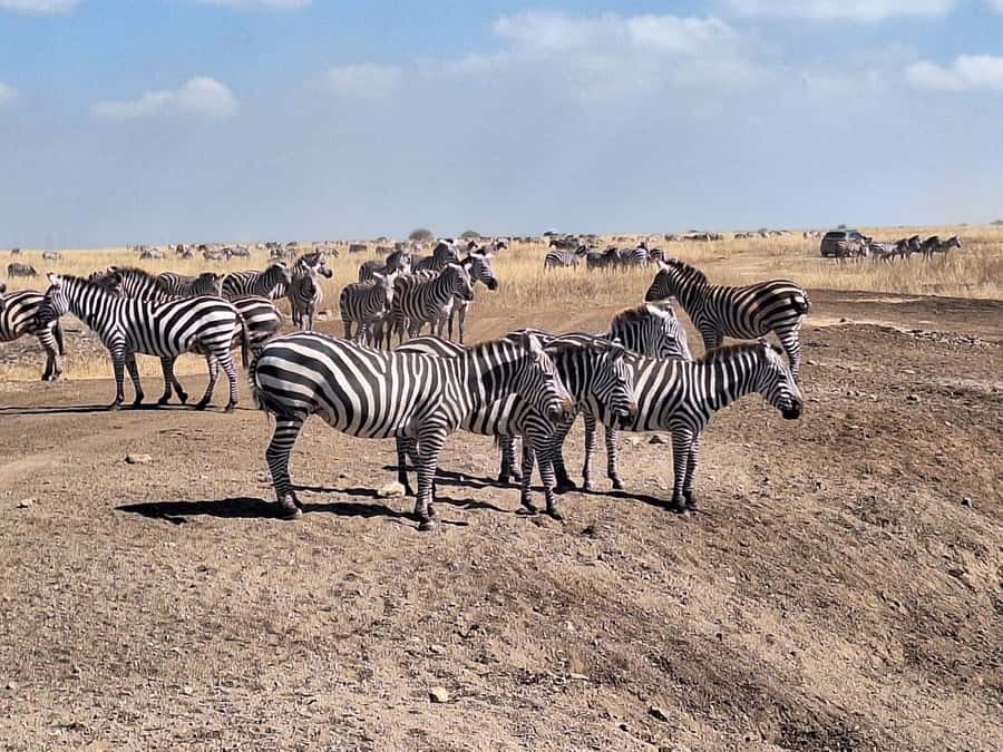 Nairobi National Park Morning Or Evening Game Drive Tour - The Guide Makes a Big Difference