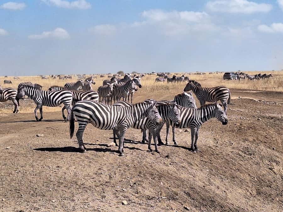 Nairobi National Park Morning Or Evening Game Drive Tour - Is the $70 Price Good Value?