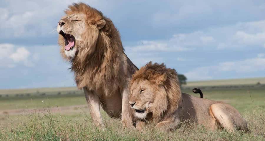Nairobi: National Park & Optional Elephants & Giraffe Center - Key points before you book