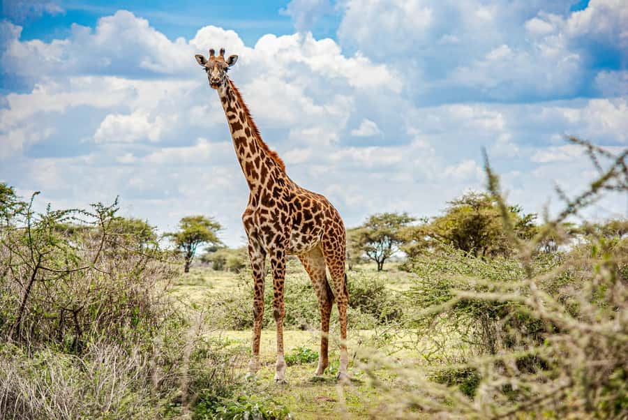 Nairobi: National Park & Optional Elephants & Giraffe Center - Why Nairobi National Park is worth your morning
