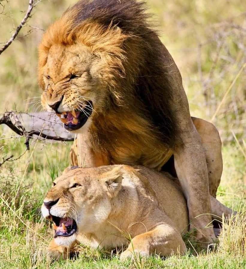 Nairobi: National Park & Optional Elephants & Giraffe Center - Lions, rhinos, and the art of finding wildlife