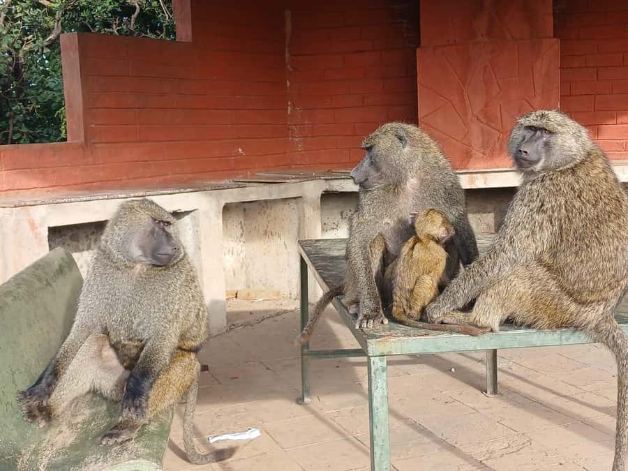 Nairobi: National Park & Optional Elephants & Giraffe Center - Kobe Beads and the human side of the day