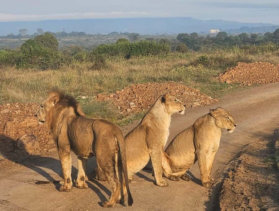 Nairobi: National Park & Optional Elephants & Giraffe Center - Timing, comfort, and small frustrations