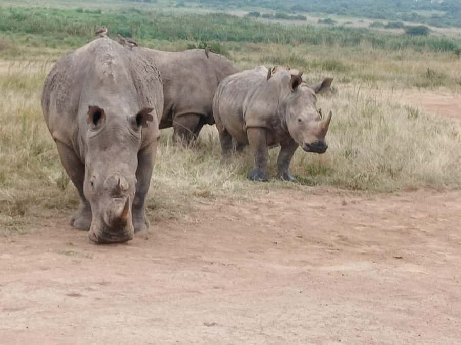 Nairobi: National Park & Optional Elephants & Giraffe Center - Who will enjoy this Nairobi wildlife day