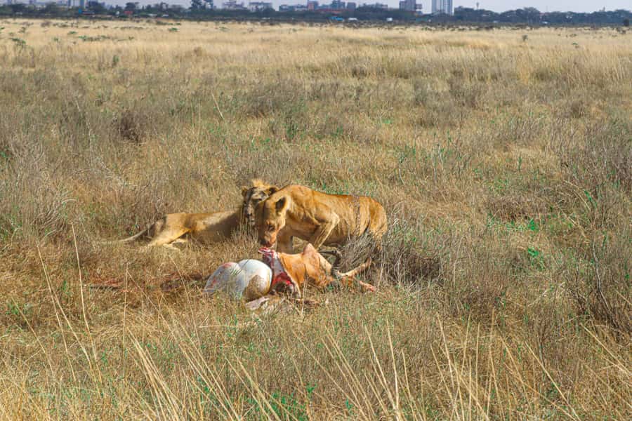 Nairobi National Park, Orphanage, Giraffe & Beads Tour - A 6:00 AM start gets the best use from your day