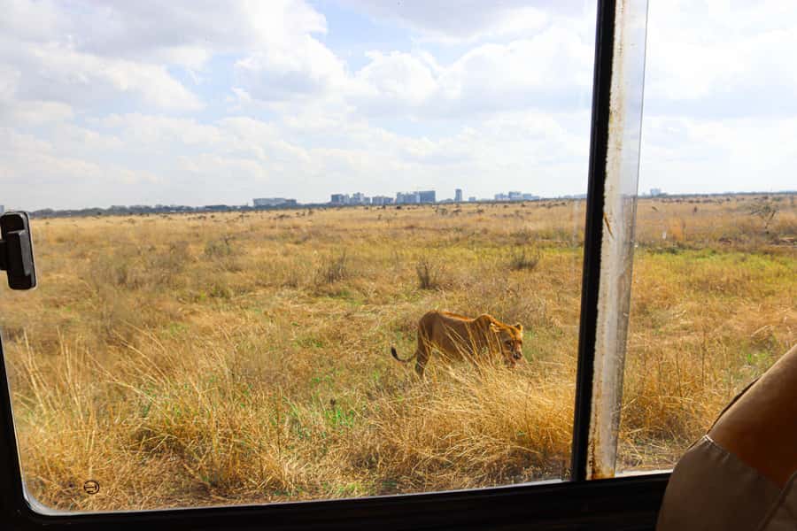 Nairobi National Park, Orphanage, Giraffe & Beads Tour - The 11:00 AM elephant visit has the tightest booking rules