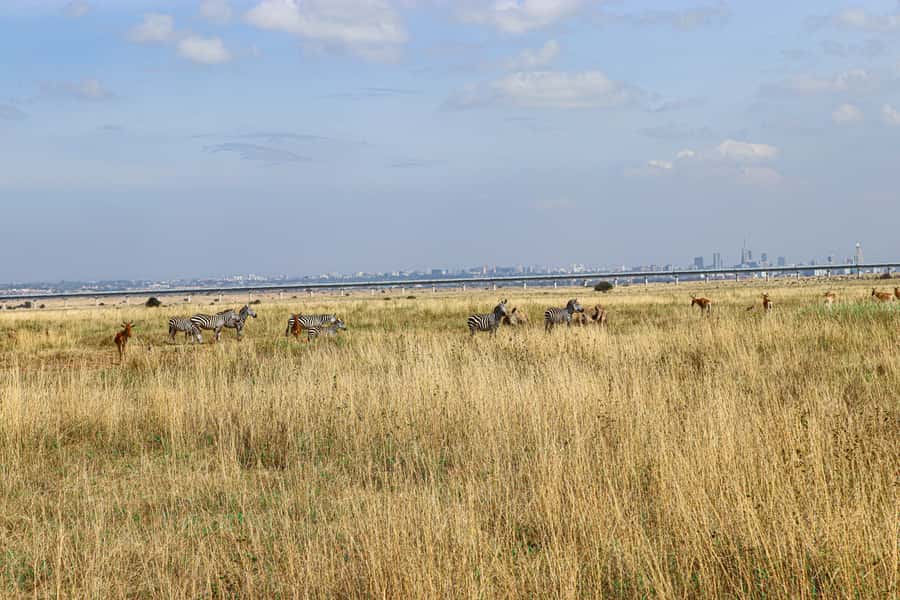 Nairobi National Park, Orphanage, Giraffe & Beads Tour - Lunch gives you a needed pause