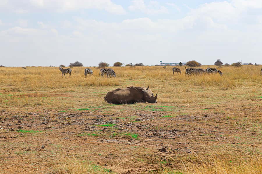 Nairobi National Park, Orphanage, Giraffe & Beads Tour - Who will enjoy this full day most
