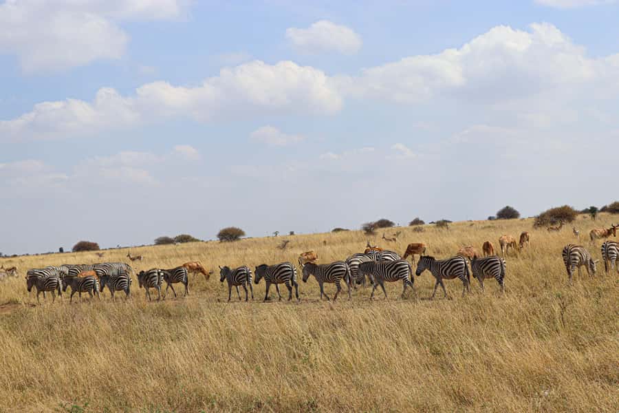 Nairobi National Park, Orphanage, Giraffe & Beads Tour - Practical details that make the day easier
