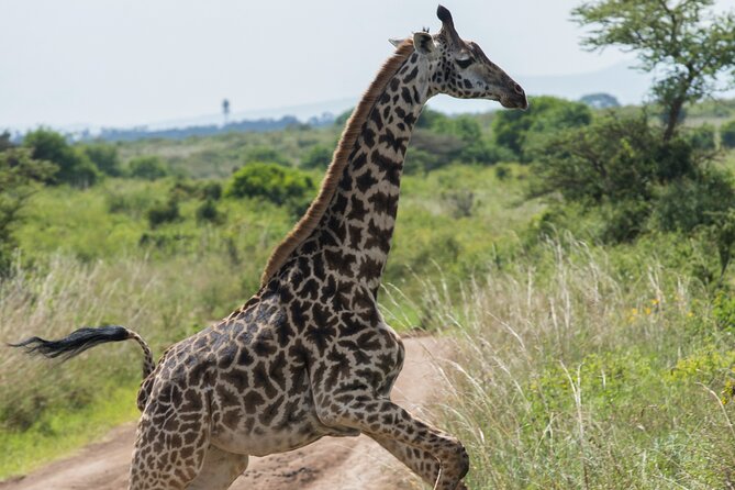Nairobi National Park Private Half Day Tour - Why Nairobi National Park makes a good half-day safari