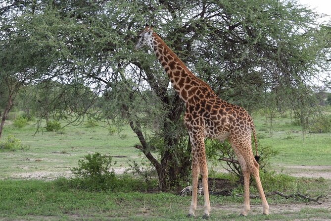 Nairobi National Park Private Half Day Tour - Searching for four of the Big Five