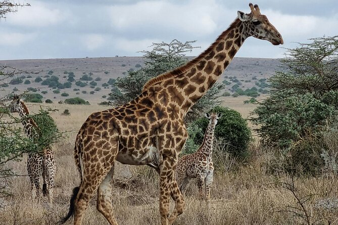 Nairobi National Park Private Half Day Tour - The skyline as part of the view