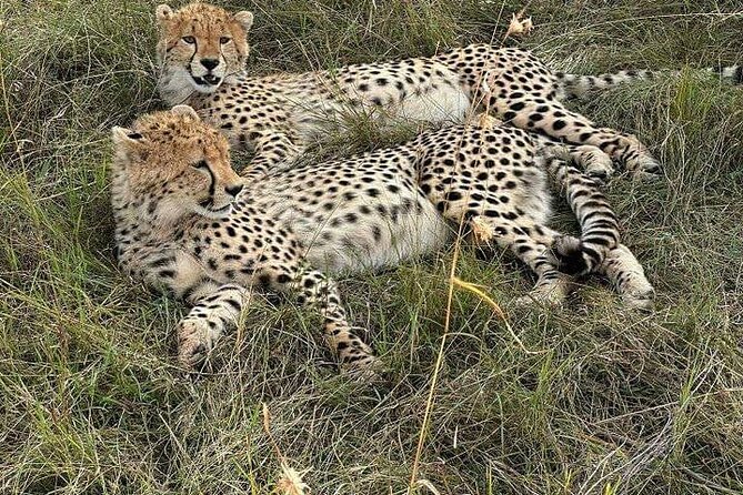 Nairobi National Park Private Half Day Tour with Pick up - Pickup at Best Western Plus Meridian Hotel