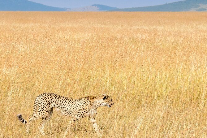 Nairobi National Park Private Half Day Tour with Pick up - Why the guide can make or break a short safari
