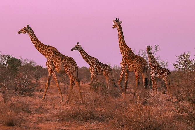 Nairobi National Park Private Half Day Tour with Pick up - The city and wildlife contrast is the main payoff