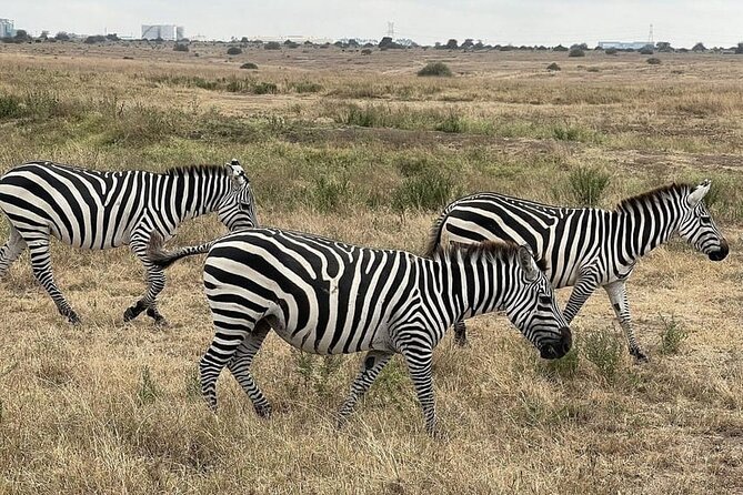 Nairobi National Park Private Half Day Tour with Pick up - Who will enjoy this tour most