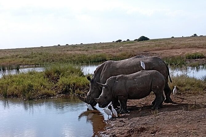 Nairobi National Park Private Half Day Tour with Pick up - What the five-hour game drive is like