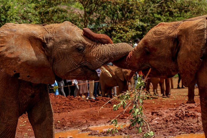 Nairobi National Park Private Safari - Why this safari works so well in Nairobi