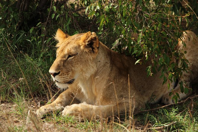 Nairobi National Park Private Safari - Meeting Rothschild giraffes at the Giraffe Centre