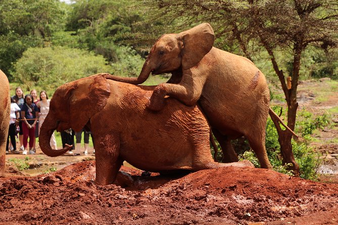 Nairobi National Park Private Safari - What the private vehicle adds