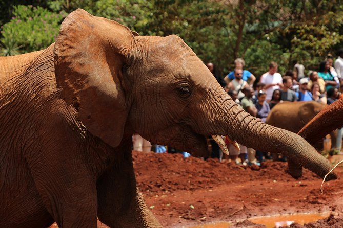 Nairobi National Park Private Safari - Guide quality can shape the whole day