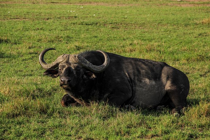 Nairobi National Park Private Safari - Who should book this Nairobi day trip?