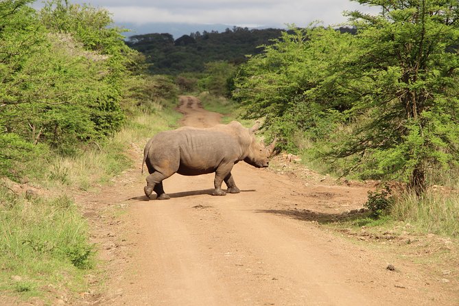 Nairobi National Park Private Safari - Four hours among Nairobi’s lions and rhinos