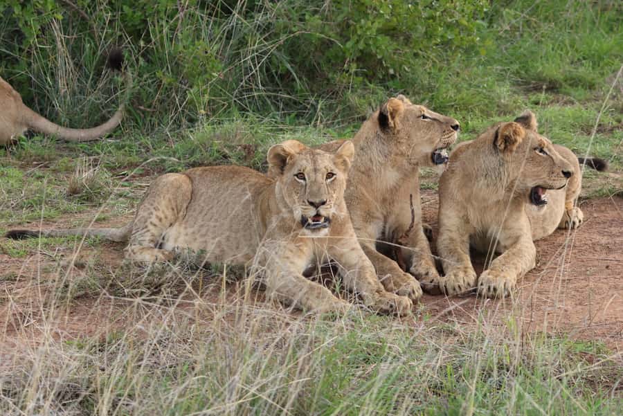 Nairobi: National Park Private Tour in 4X4 Jeep - Key points to know before booking