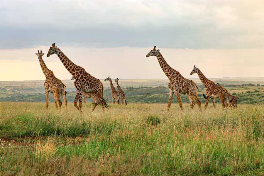 Nairobi: National Park Private Tour in 4X4 Jeep - Entering the park, from monkeys to the Ivory Monument