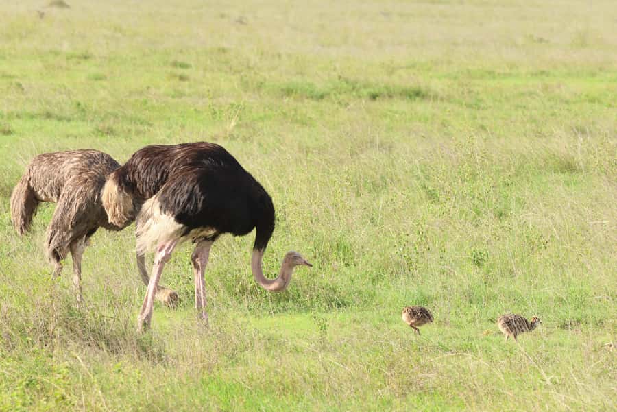 Nairobi: National Park Private Tour in 4X4 Jeep - The open-roofed Landcruiser and the high-season warning