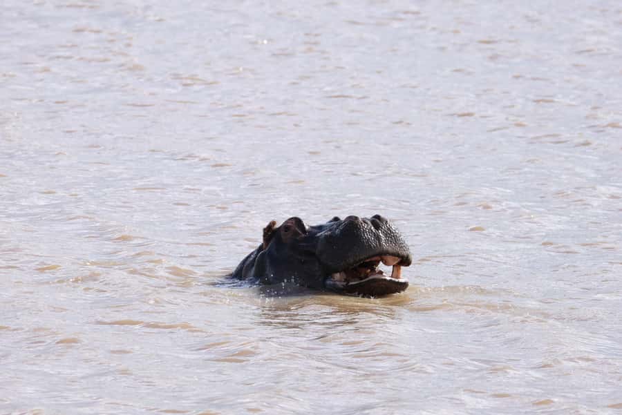Nairobi: National Park Private Tour in 4X4 Jeep - The optional Giraffe Centre stop