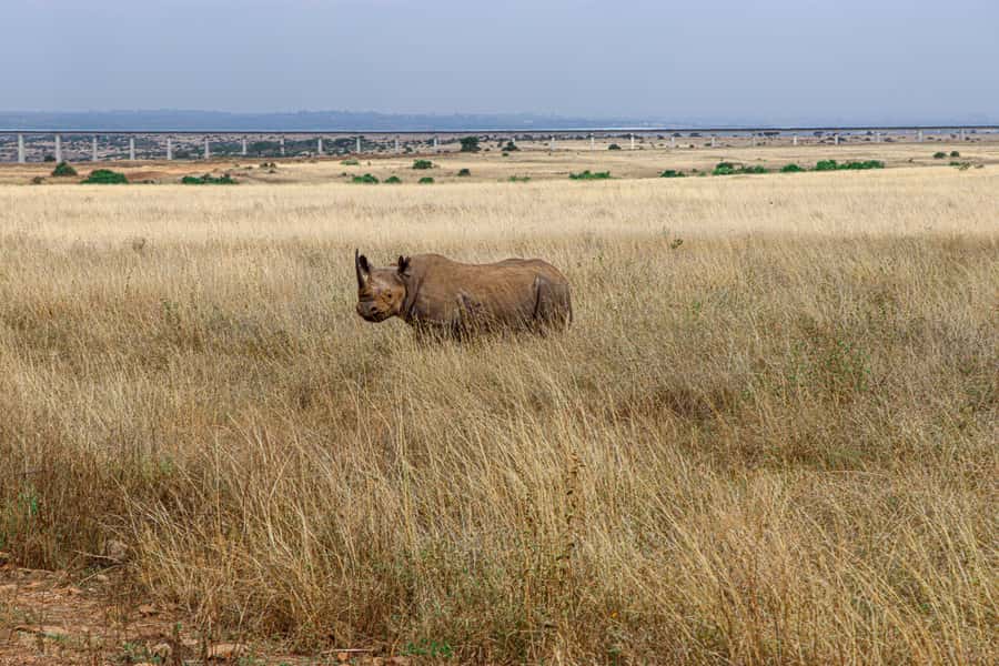 Nairobi: National Park Private Tour in 4X4 Jeep - Is $110 per person fair value?
