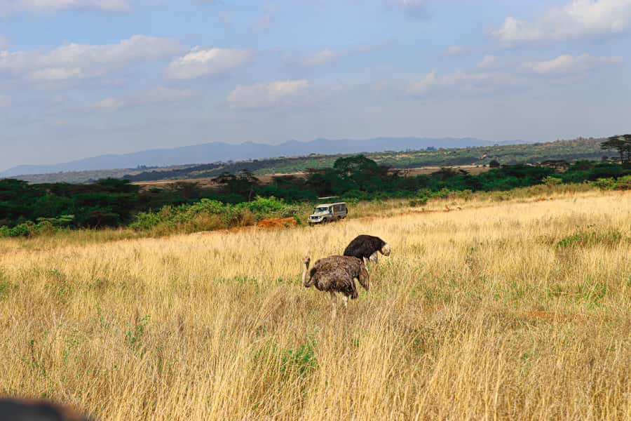 Nairobi: National Park Private Tour in 4X4 Jeep - Weather, clothing, and what to carry