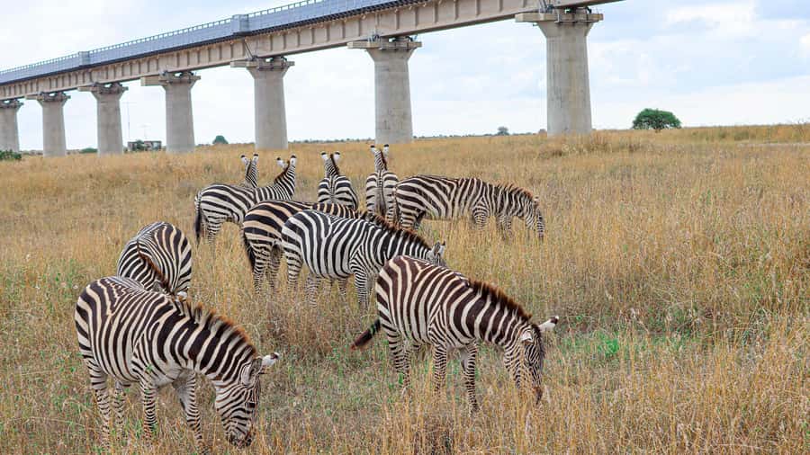 Nairobi: National Park Private Tour in 4X4 Jeep - The early hotel pickup helps you use the morning well