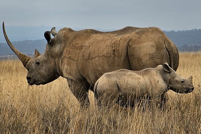 Nairobi National Park Private Tour (Morning/Afternoon Options) - Morning or afternoon: choosing the better departure