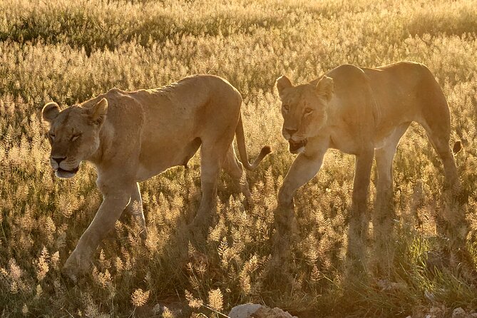 Nairobi National Park Private Tour (Morning/Afternoon Options) - The private 4x4 and why the vehicle matters
