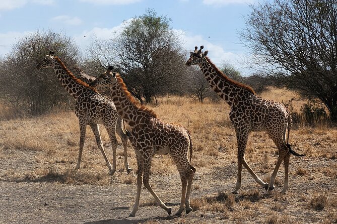 Nairobi National Park Private Tour (Morning/Afternoon Options) - What the $88 price really covers