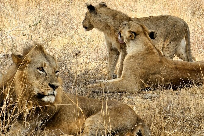 Nairobi National Park Private Tour (Morning/Afternoon Options) - The guide can shape a short safari