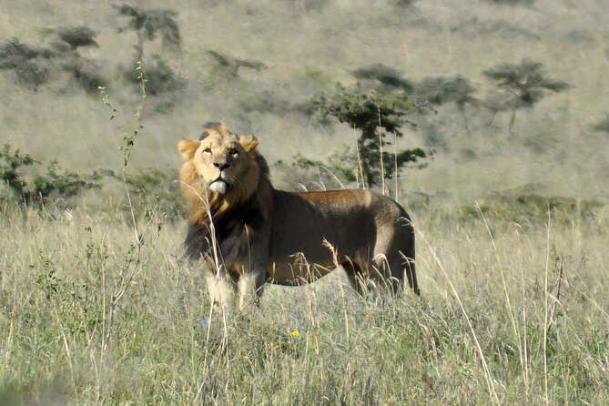 Nairobi National Park Private Tour (Morning/Afternoon Options) - The four-hour game drive and what you may see