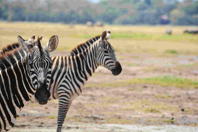 Nairobi National Park Safari - Why Nairobi National Park makes a smart first safari