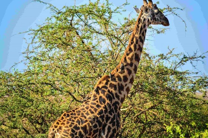 Nairobi National Park Safari - The afternoon option from 1:00 p.m. to 5:00 p.m.