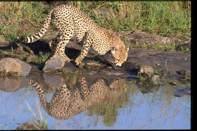 Nairobi National Park Safari - Animal sightings and the role of the guide