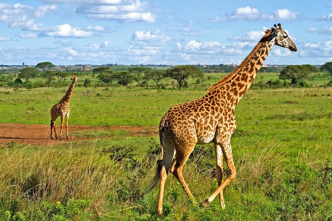 Nairobi National Park Safari Tour - Nairobi National Park when time is short