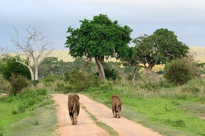 Nairobi National Park Safari With a Visit to Giraffe Center. - The 6 a.m. pickup and private van