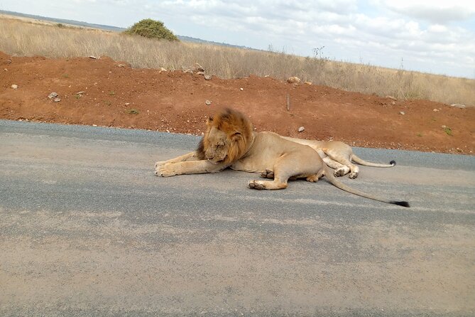 Nairobi National Park Safari With a Visit to Giraffe Center. - A coffee stop between the two attractions