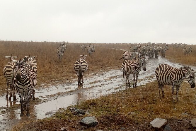 Nairobi National Park Safari With a Visit to Giraffe Center. - The Giraffe Centre and a different giraffe type