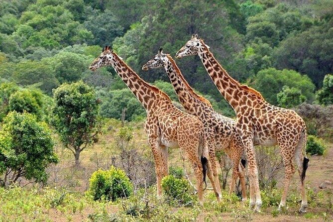 Nairobi National Park Safari With a Visit to Giraffe Center. - What the $80 price really means