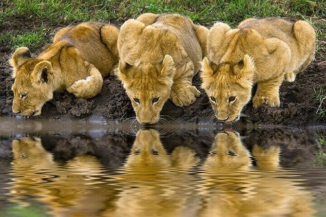Nairobi National Park Safari With a Visit to Giraffe Center. - Booking details worth checking first
